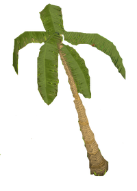 Leafy palm tree