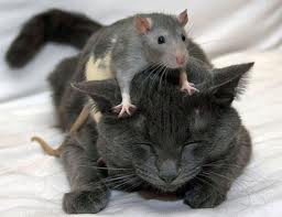 Ath's Kitten