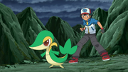 Ash and Snivy