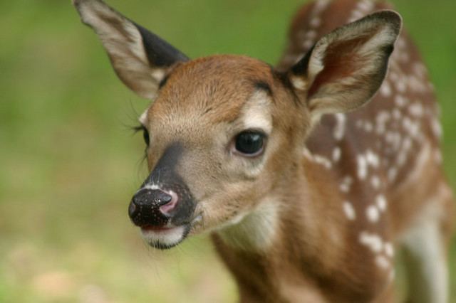 Image - Real life bambi.jpg - Degrassi Wiki