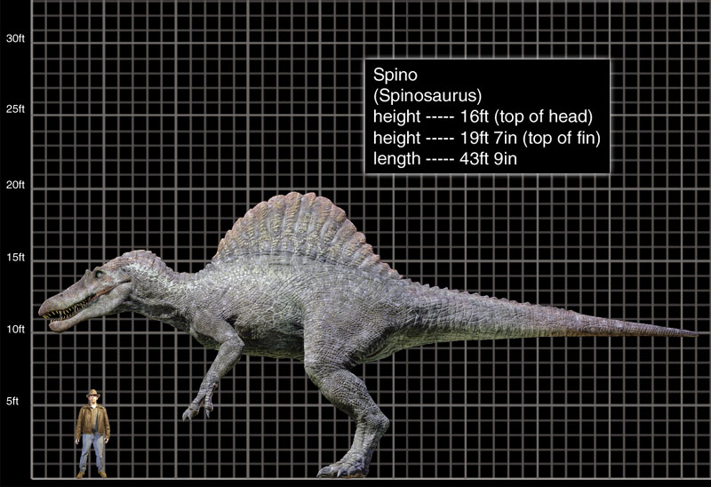 Spinosaurus_aegyptiacus_comparacion.jpg