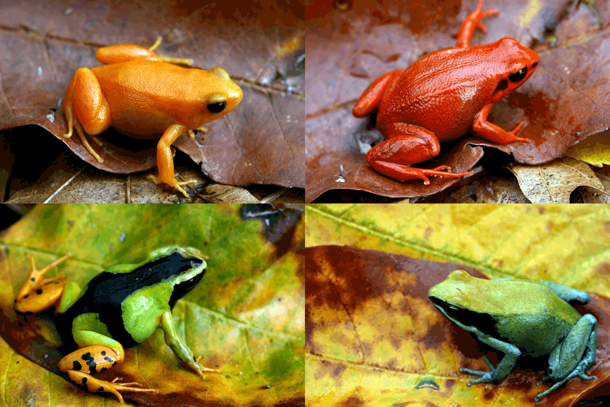 Mantella Reptipedia, the Reptile & Amphibian Wiki
