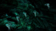 Glowing mushrooms individual
