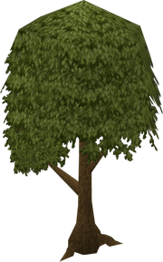 Tree old