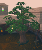 Seers yews