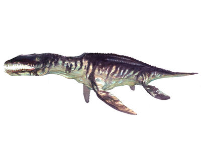 Liopleurodon (3)