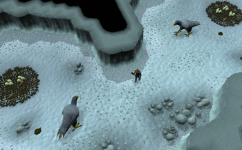 Trollweiss eagle eyrie