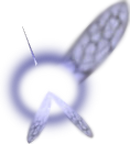 Navi