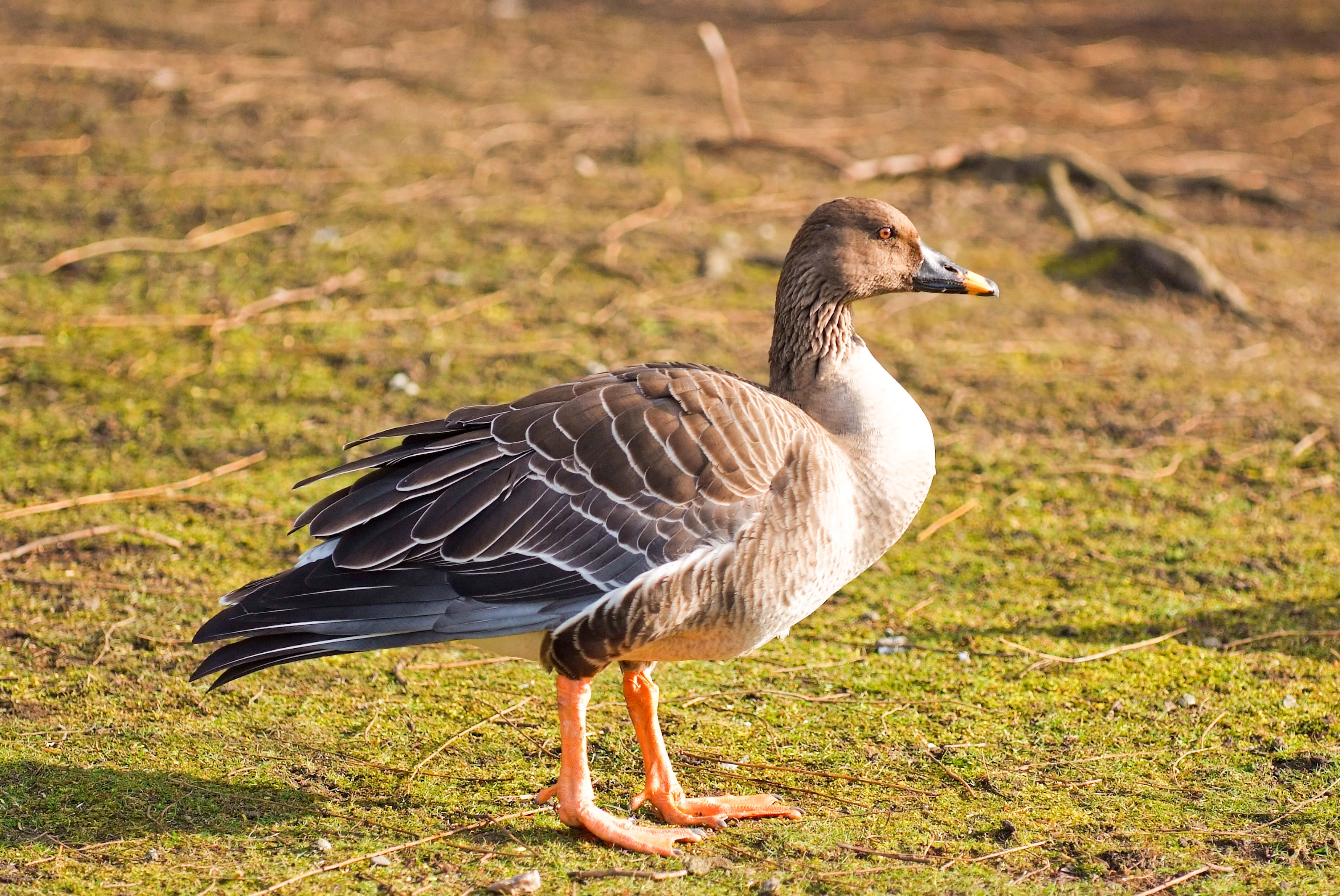 Taiga Bean Goose British Wildlife Wiki