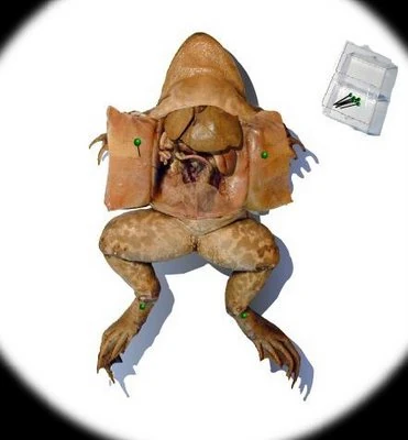 Dissecting_a_frog.jpg