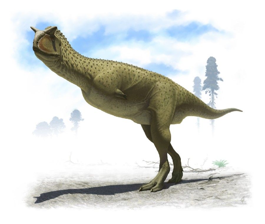 il carnotaurus