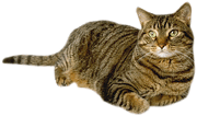 Tabbys-tabby-cats-2