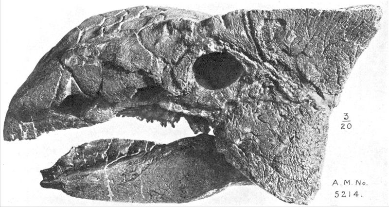 ankylosaurus fossil