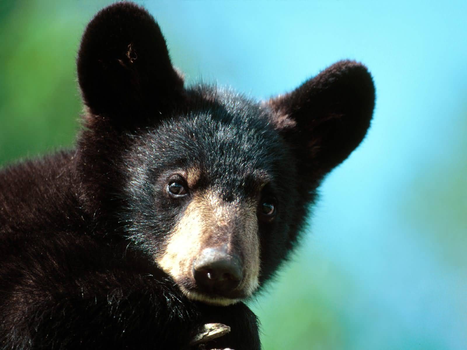 Image - Im All Ears American Black Bear Cub Minnesota-1600x1200.jpg ...