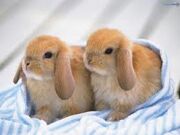 Bunnies1