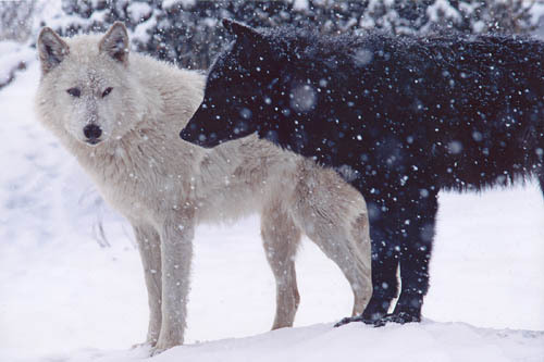 Black-and-white-wolves-915884_500_333-1-