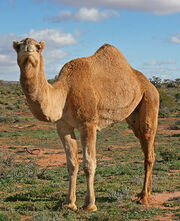 240px-07. Camel Profile, near Silverton, NSW, 07.07.2007