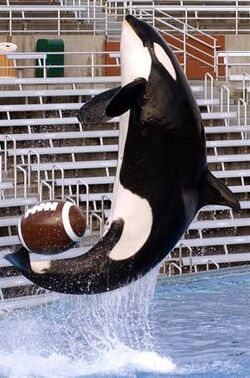 Kasatka35