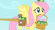 Fluttershy carrying frogs S1E15