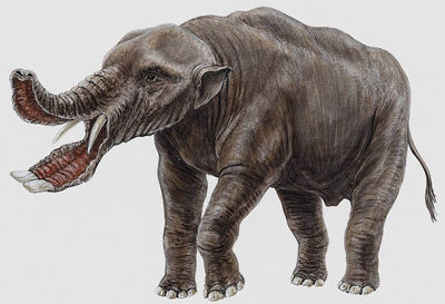 Platybelodon