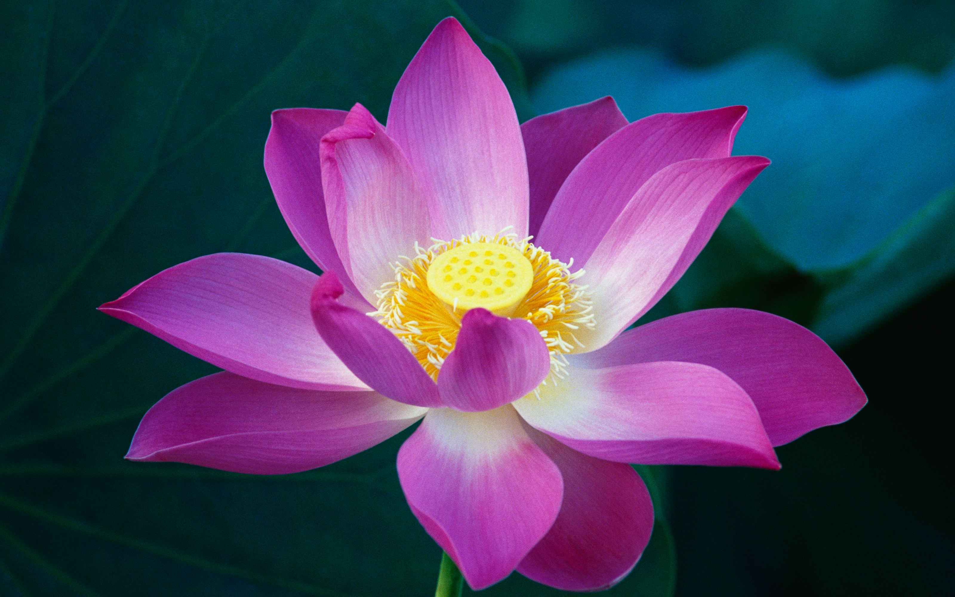 Image - Pink Lotus Flower.jpg - Apple Wiki, a wiki about Macs, iPod