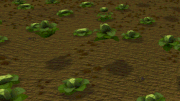 Hoping cabbage