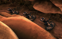 T81Division