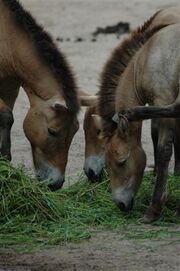 0311080212 caballoprzewalski3