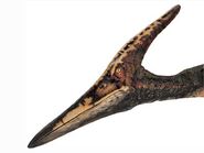 185px-Dc_card_ptera4_big.webp