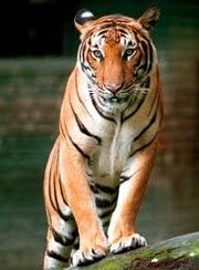 Images (7)