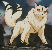 Kirara (transformed)