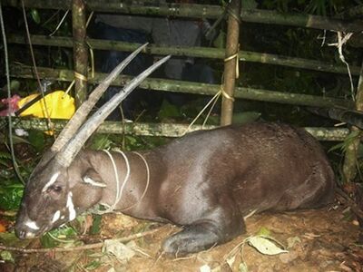 Unicorn