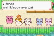 Hibisco.jpg