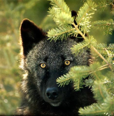 http://img2.wikia.nocookie.net/__cb20121212023131/wolvesofthebeyond/images/e/ed/Black-wolf_animal-pictures-archive3.jpg