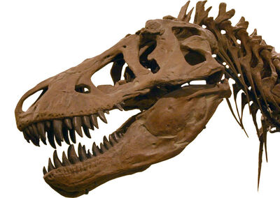 Cráneo T- rex