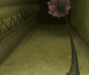 Gedo flor