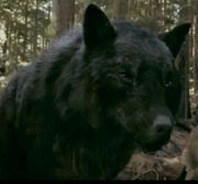 Werewolvestwilightseries14805653626583