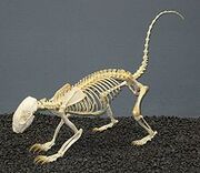 220px-Hog-nosed Skunk Skeleton