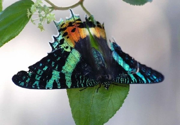 Chrysiridia rhipheus Fauna and flora Wiki