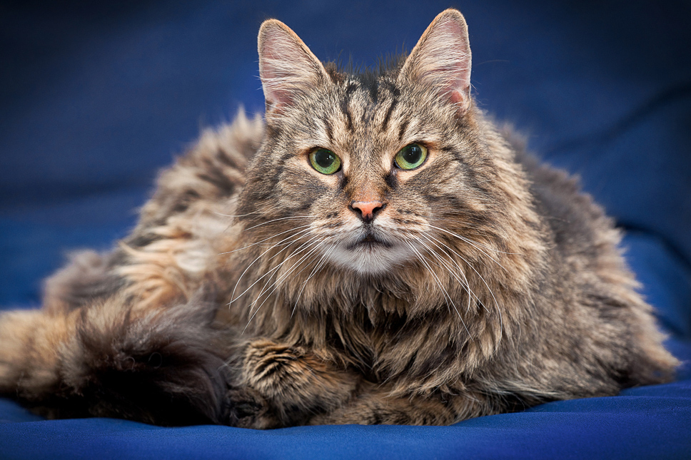 Maine Coon Kitty Wiki Maine Coon Kitty Wiki