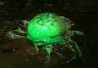 192 dalek embryo