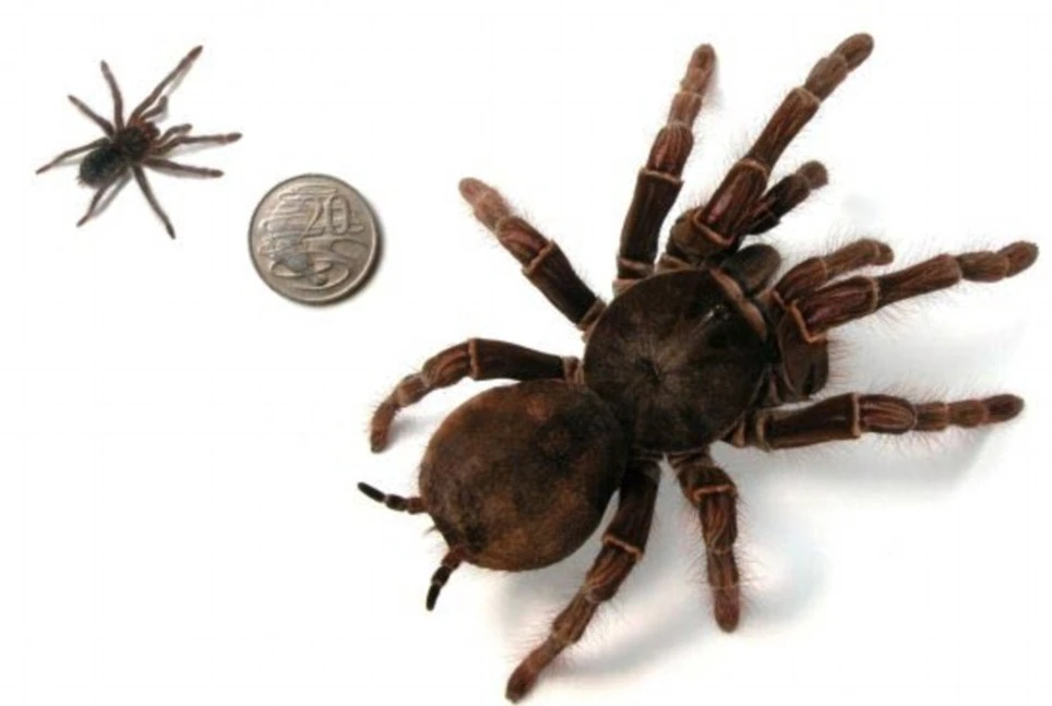 Goliath birdeater (Theraphosa blondi Arachnipedia Wiki