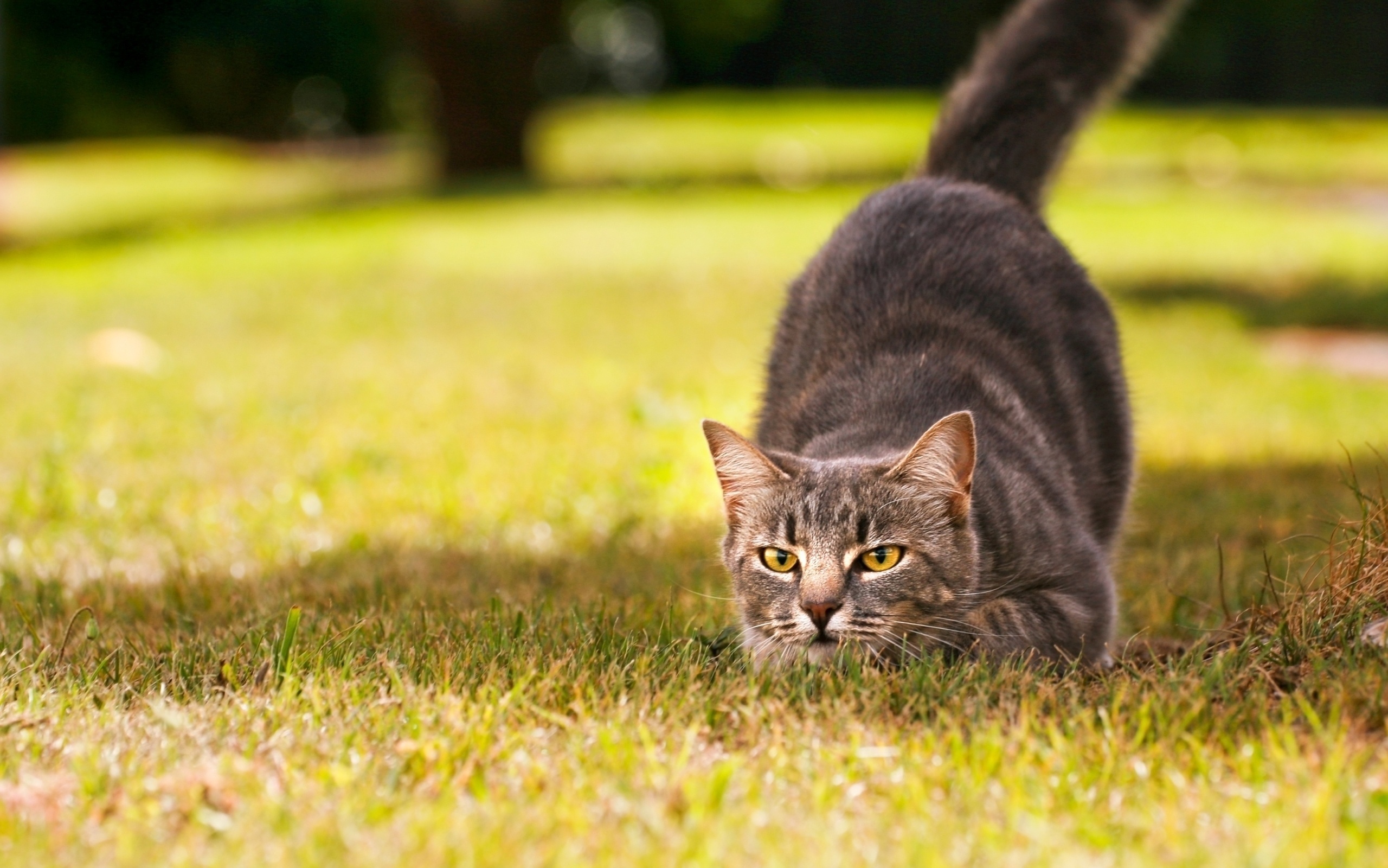 Gato posicion de cacería.jpg