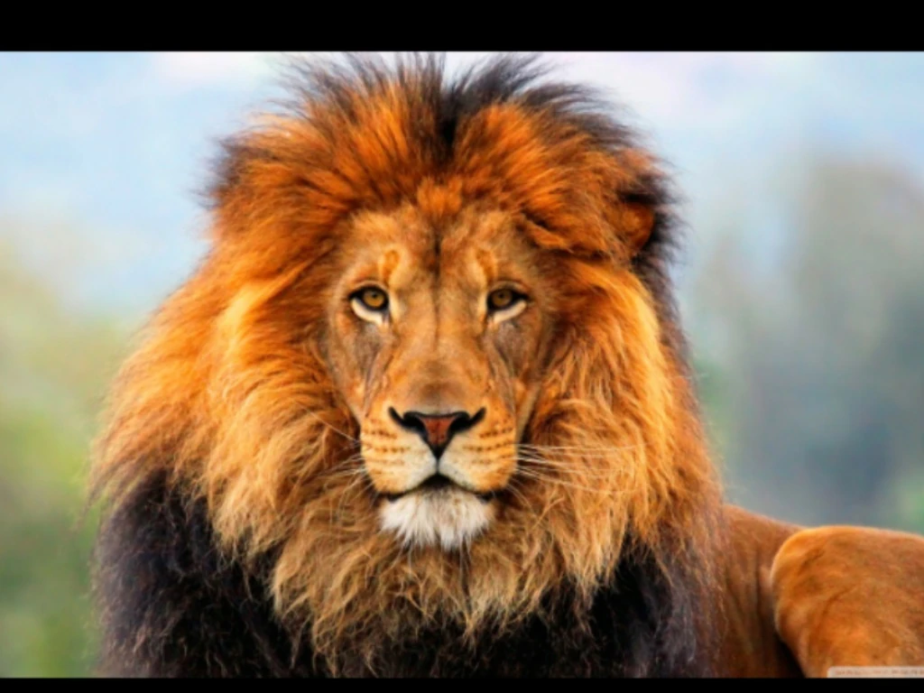 Tiger vs lion Animal fight club Wiki