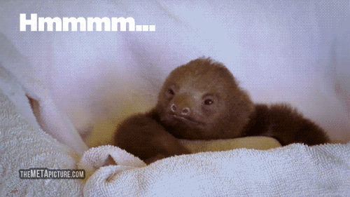Funny-gif-baby-sloth-fascinating.gif