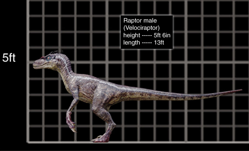 Velociraptor Wiki Jurassic Park