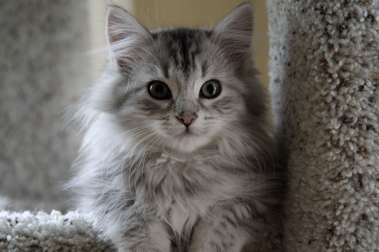 image-gray-fluffy-cat-png-cats-wiki