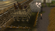 Releasing the Pigeons