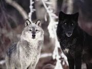 Aspen And Co.