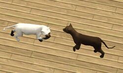 Gatos em The Sims 3 Pets